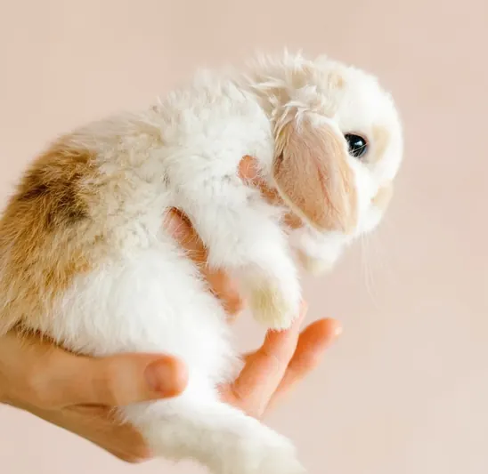 A rabbit held carefully in two hands