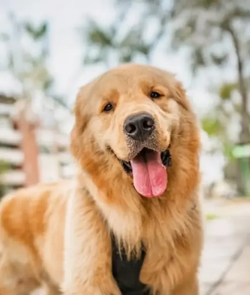 A golden retriever looking at the camera, head tilted