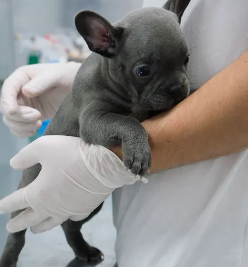 A puppy held in gloved hands during a check-up