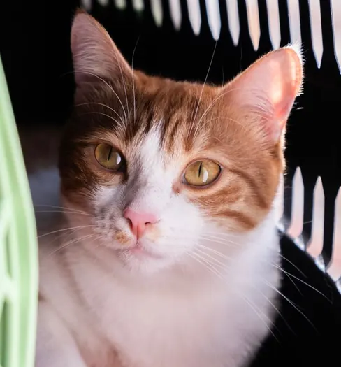 A cat looking out through the door of its carrier