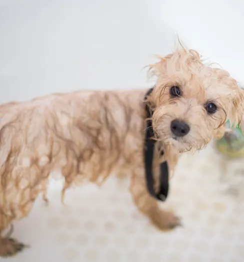 A puppy being washed during a grooming visit
