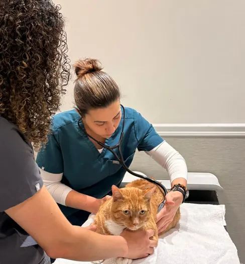 A vet listening to a cat's chest with a stethoscope
