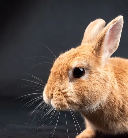 A rabbit, photographed close up