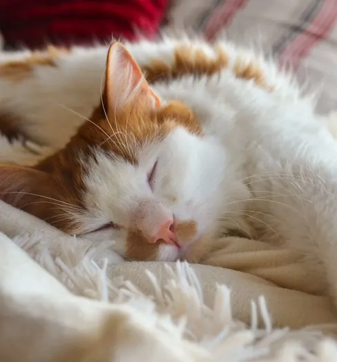 A cat asleep on a soft blanket