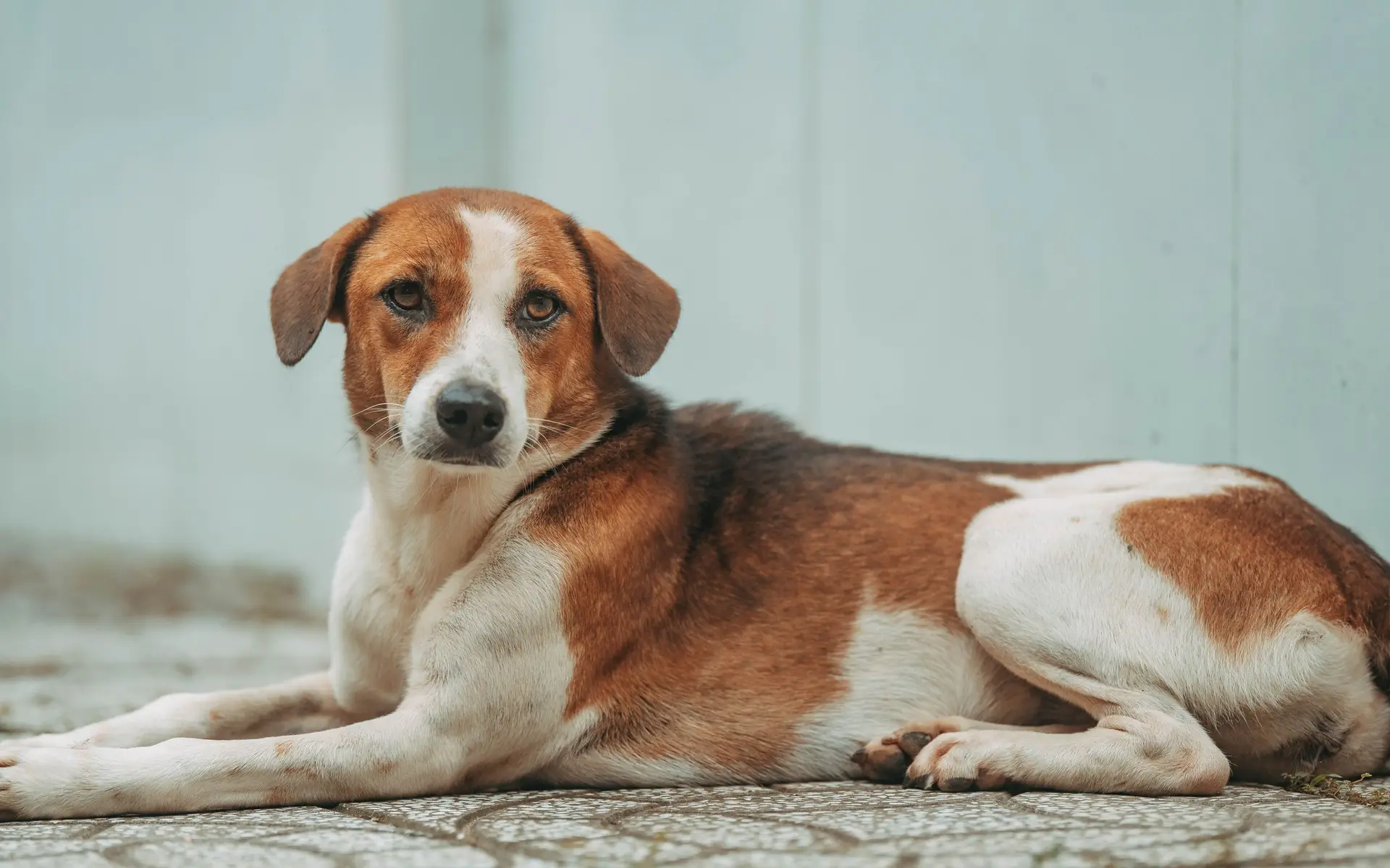 A brown and white dog resting, looking straight at the camera
