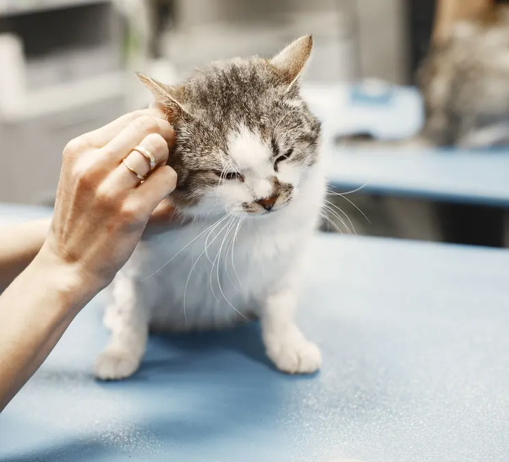 A vet checking a cat's ear on the consulting table