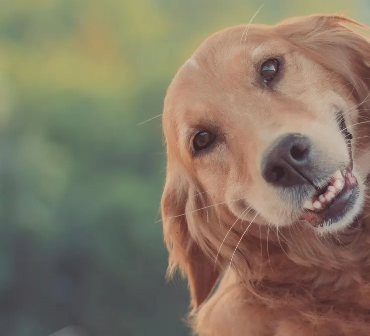 A golden retriever looking at the camera, head tilted
